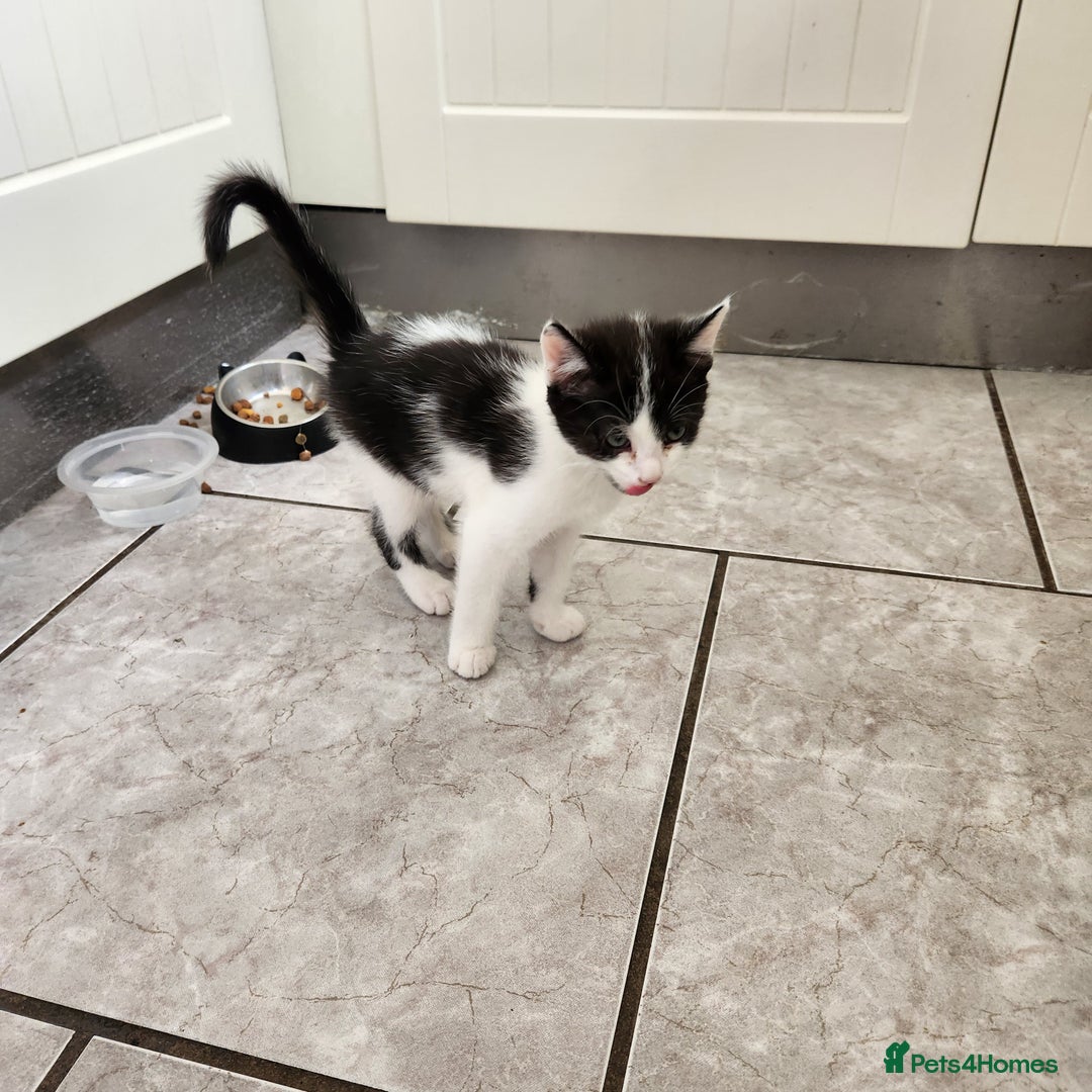 Domestic Shorthair cats for sale: 5 kittens ready for a new home  - Image 6