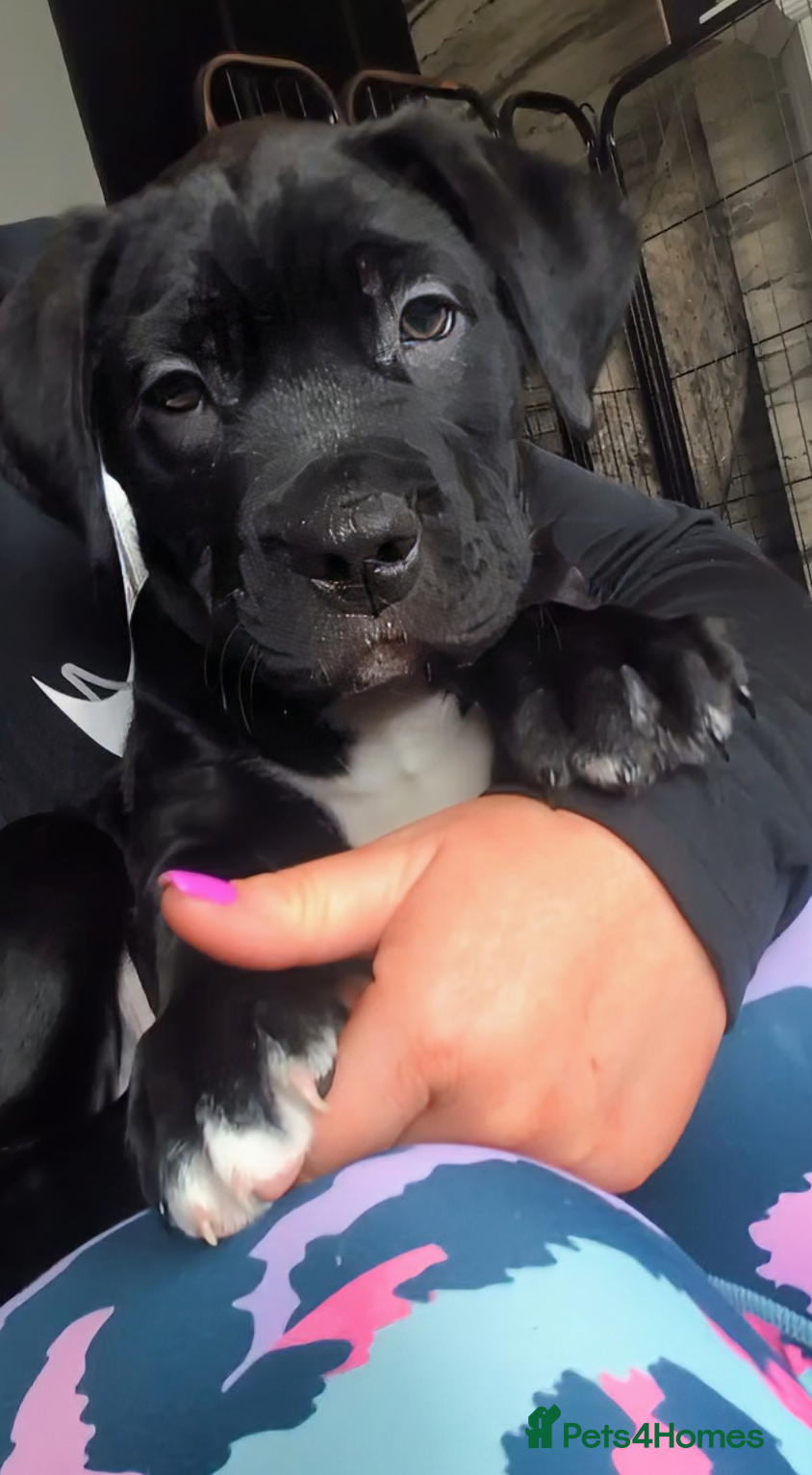 Mixed Breed dogs Last pup-  female Labrabull ready now 💒 - Advert 4