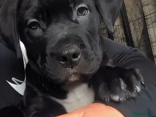 Mixed Breed dogs Last pup- female Labrabull ready now 💒 - Advert 4