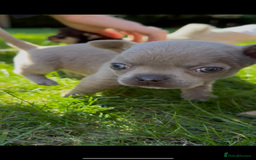 Chihuahua dogs for sale: Chihuahua Boys Short Haired  - Image 12