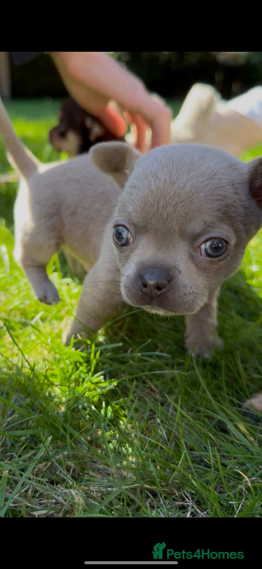 Chihuahua dogs for sale: Chihuahua Boys Short Haired  - Image 12