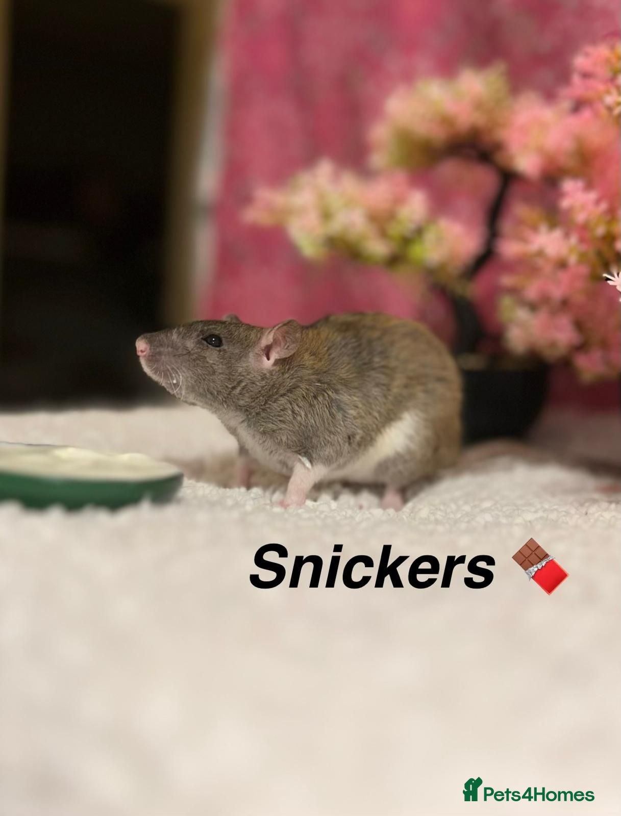 Rat rodents Beautiful baby rats  - Advert 2