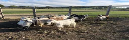 Goats livestock for sale: Pure Pygmy Nannie’s  - Advert 2