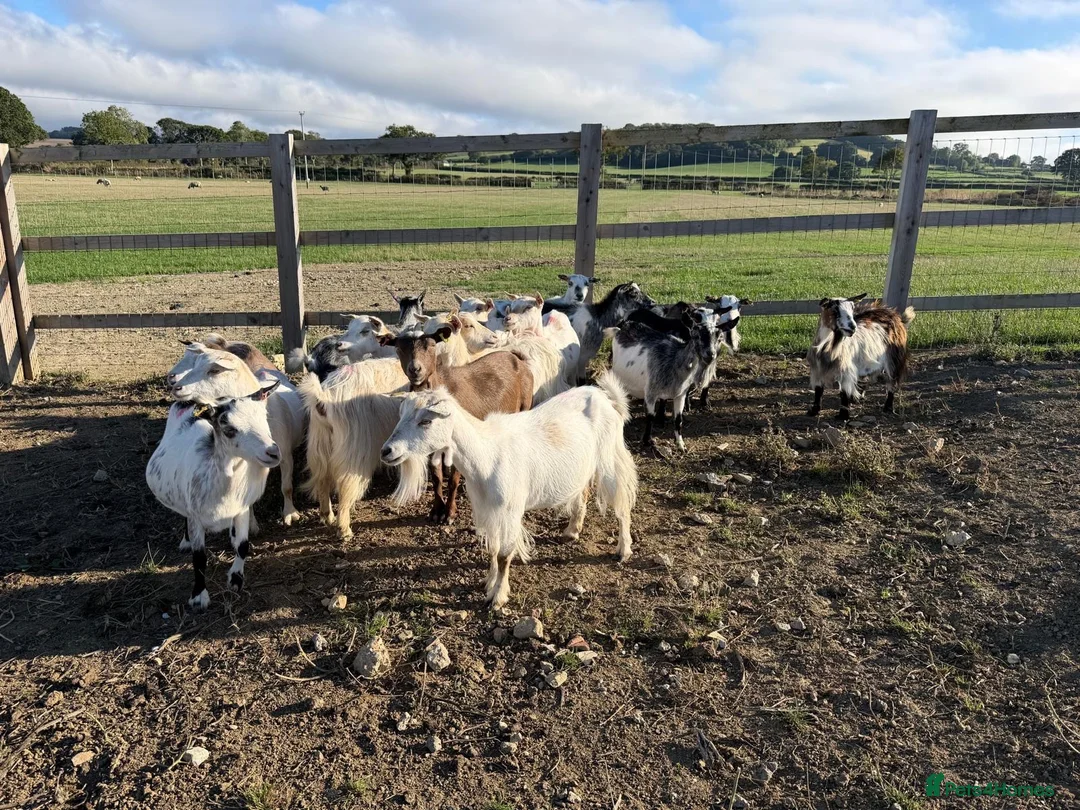 Goats livestock for sale: Pure Pygmy Nannie’s  - Advert 2