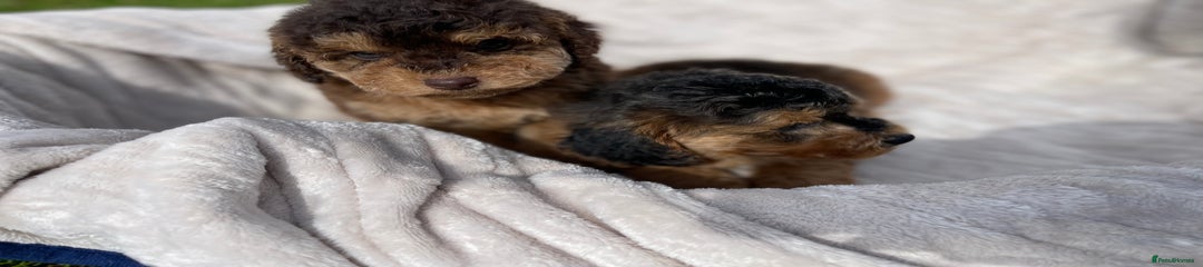 Cockapoo Puppy 3