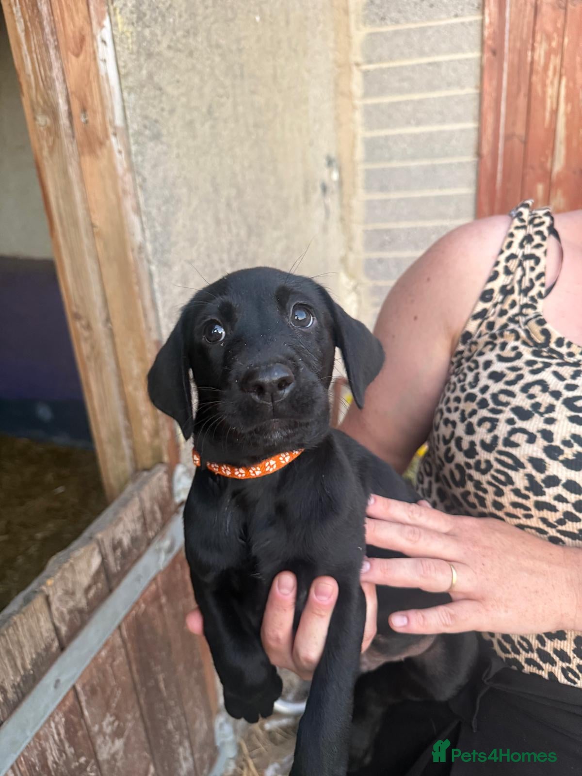 Labrador Retriever dogs Beautiful Chunky Labrador Puppies - Advert 2
