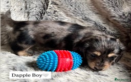 Miniature Dachshund dogs for sale: LONGHAIRED MINIATURE CREAM PUPPIES🐾🩵 - Image 4