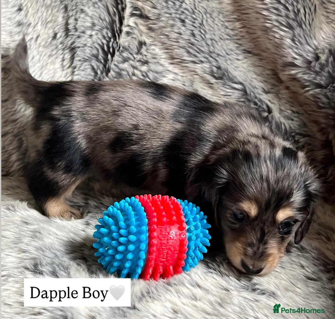 Miniature Dachshund dogs for sale: LONGHAIRED MINIATURE CREAM PUPPIES🐾🩵 - Image 4