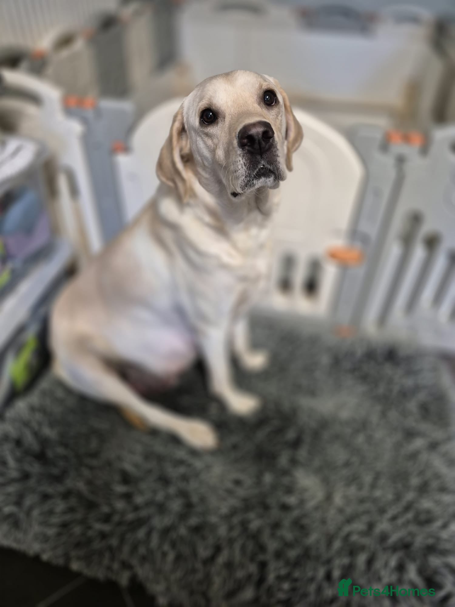 Labrador Retriever dogs Labrador puppies - Advert 6