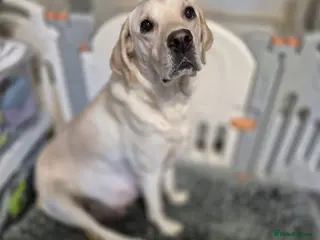 Labrador Retriever dogs Labrador puppies - Advert 6