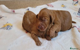 Cockapoo dogs for sale: Beautiful Cockapoo puppies  - Image 2