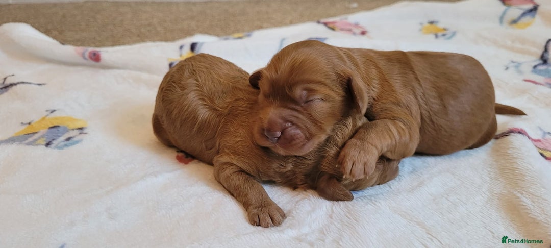 Cockapoo dogs for sale: Beautiful Cockapoo puppies  - Image 2