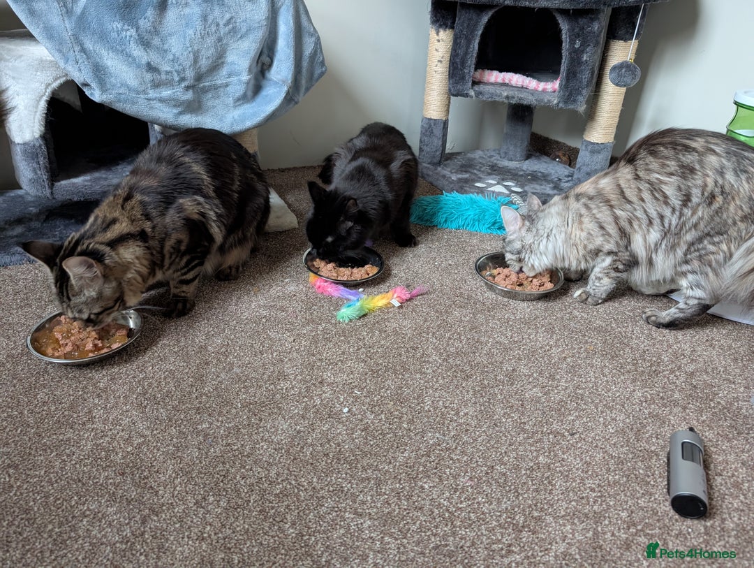 Maine Coon cats for sale: 2x Tica Maine coon sisters  - Advert 16
