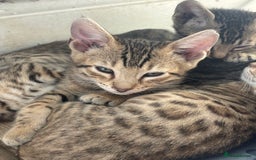 Bengal cats for sale: Bengal cubs for sale  - Image 13