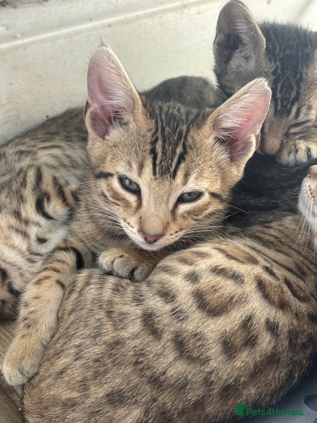 Bengal cats for sale: Bengal cubs for sale  - Image 13