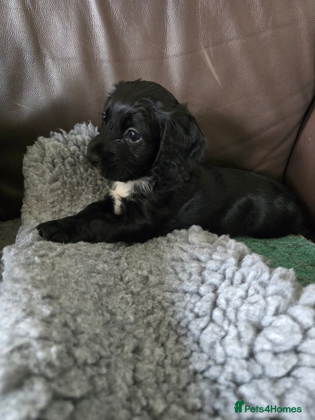 Cocker Spaniel dogs for sale: Working Cocker Spaniel puppies - Advert 3