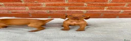 Hungarian Vizsla dogs for sale: KC registered Hungarian Vizsla puppies in Aberlour - Advert 6