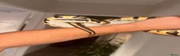 Snake reptiles for sale: Male and female  Ball python  - Advert 2