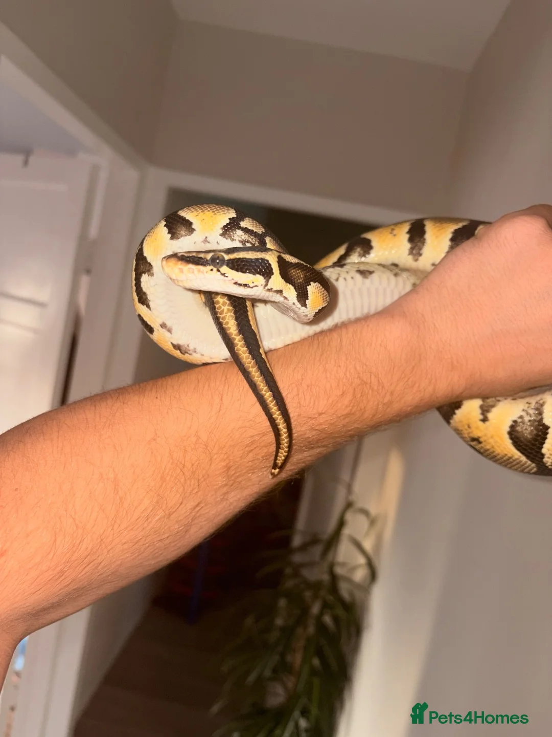 Snake reptiles for sale: Male and female  Ball python  - Advert 2