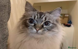 Ragdoll cats for sale: Lyla the ragdoll - Image 4