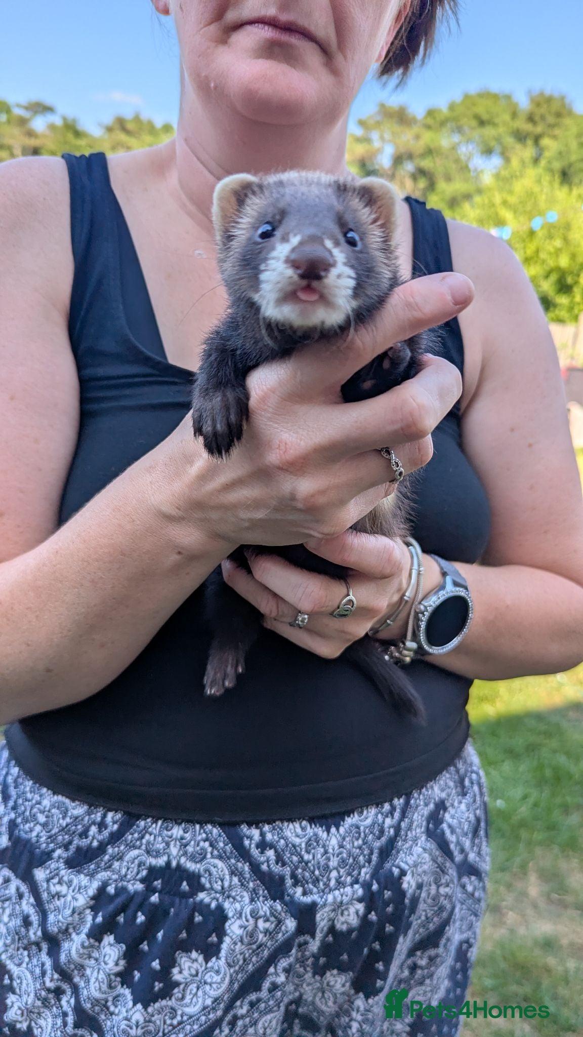 Ferret rodents Ferret kits  - Advert 2