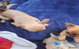 Mixed Breed dogs for sale: Frenchie x chihuahua puppies  - Image 7