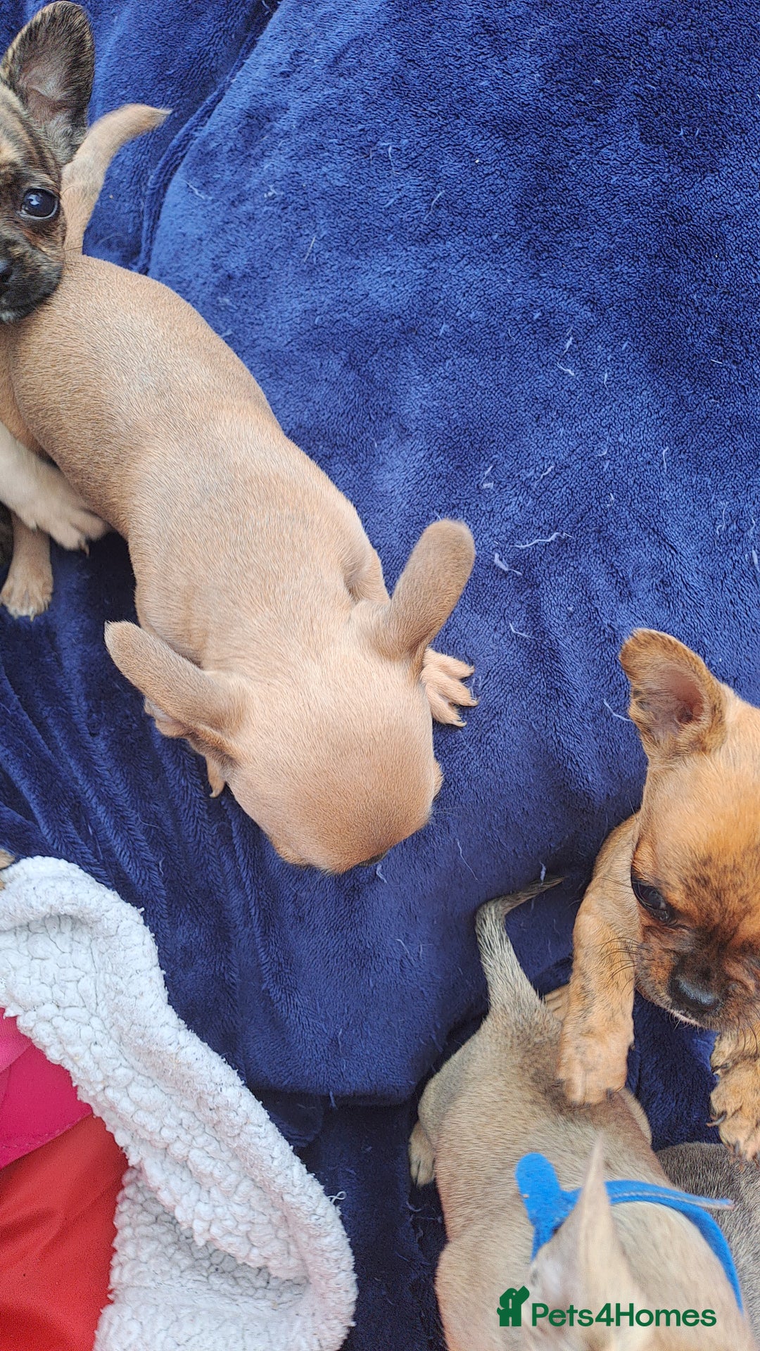 Mixed Breed dogs for sale: Frenchie x chihuahua puppies  - Image 7