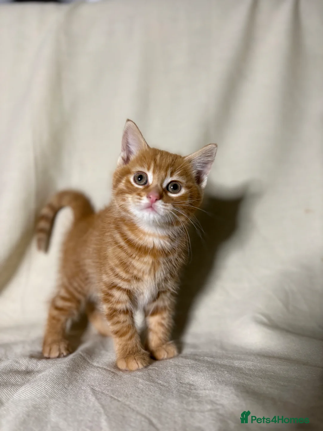 Mixed Breed cats for sale: 4 beautiful kittens now ready to leave - Advert 2