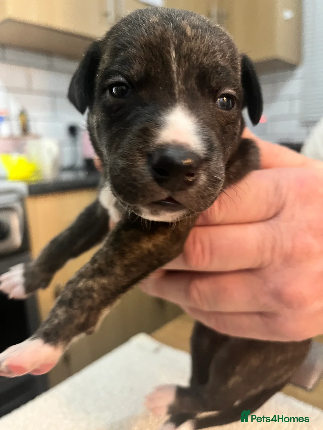 Bedlington Terrier dogs for sale: Beautiful Bedy/whippet Pups in Halstead - Advert 9