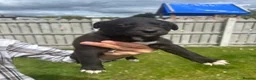 Lurcher dogs for sale: Wheaton collie bull greyhound! in Darlington - Advert 19