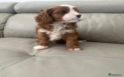 Cavapoo dogs for sale: 🧸F1 Cavapoo, health tested with unique markings.  - Image 5