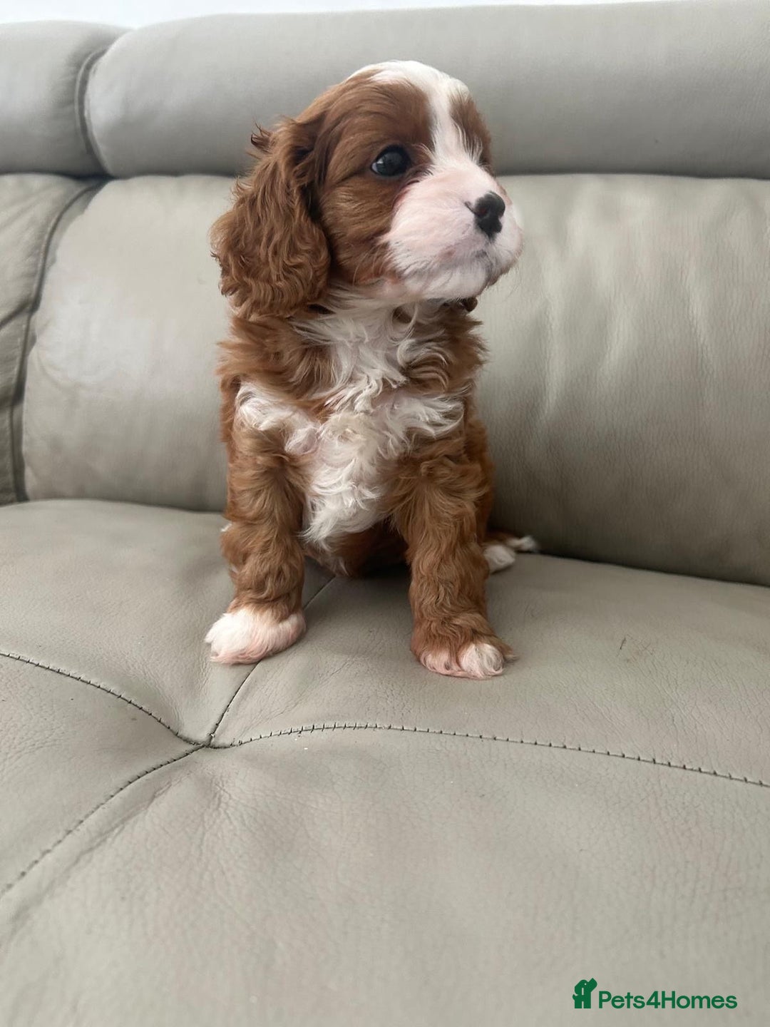 Cavapoo dogs for sale: 🧸F1 Cavapoo, health tested with unique markings.  - Image 5