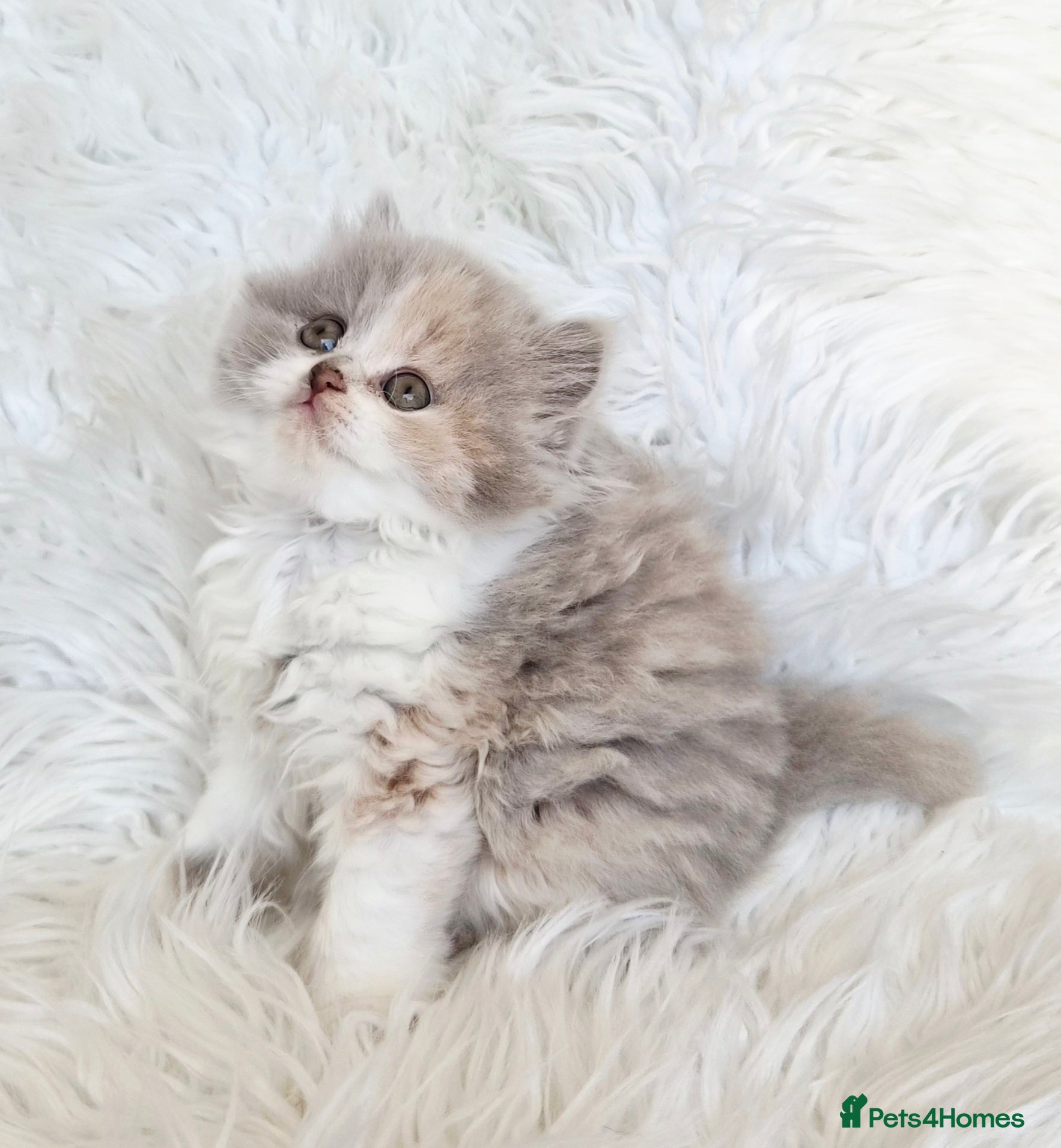 British Longhair cats Stunning longhair girl - Advert 1