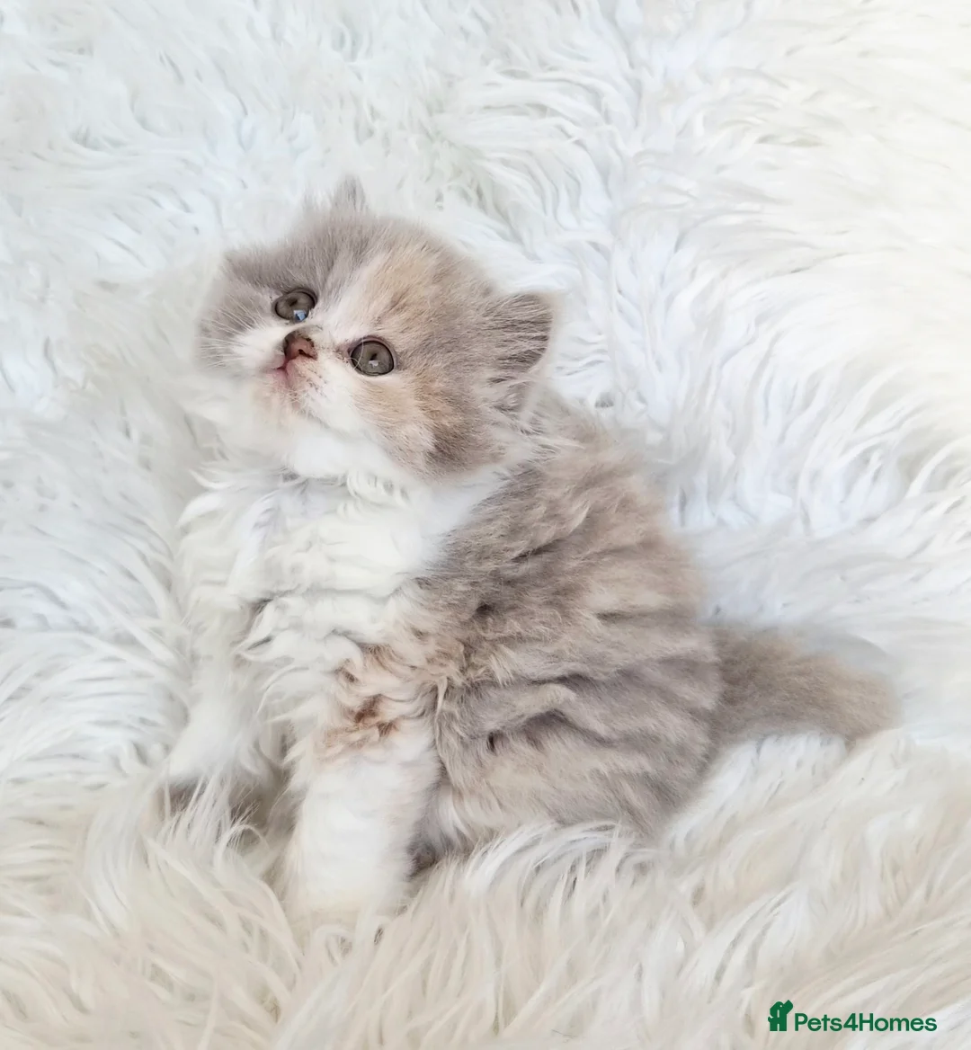 British Longhair cats for sale: Stunning longhair girl - Advert 1