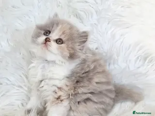 British Longhair cats Stunning longhair girl - Advert 1