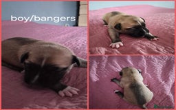 Mixed Breed dogs for sale: Mastiff cross staff puppies 🥰 - Image 6