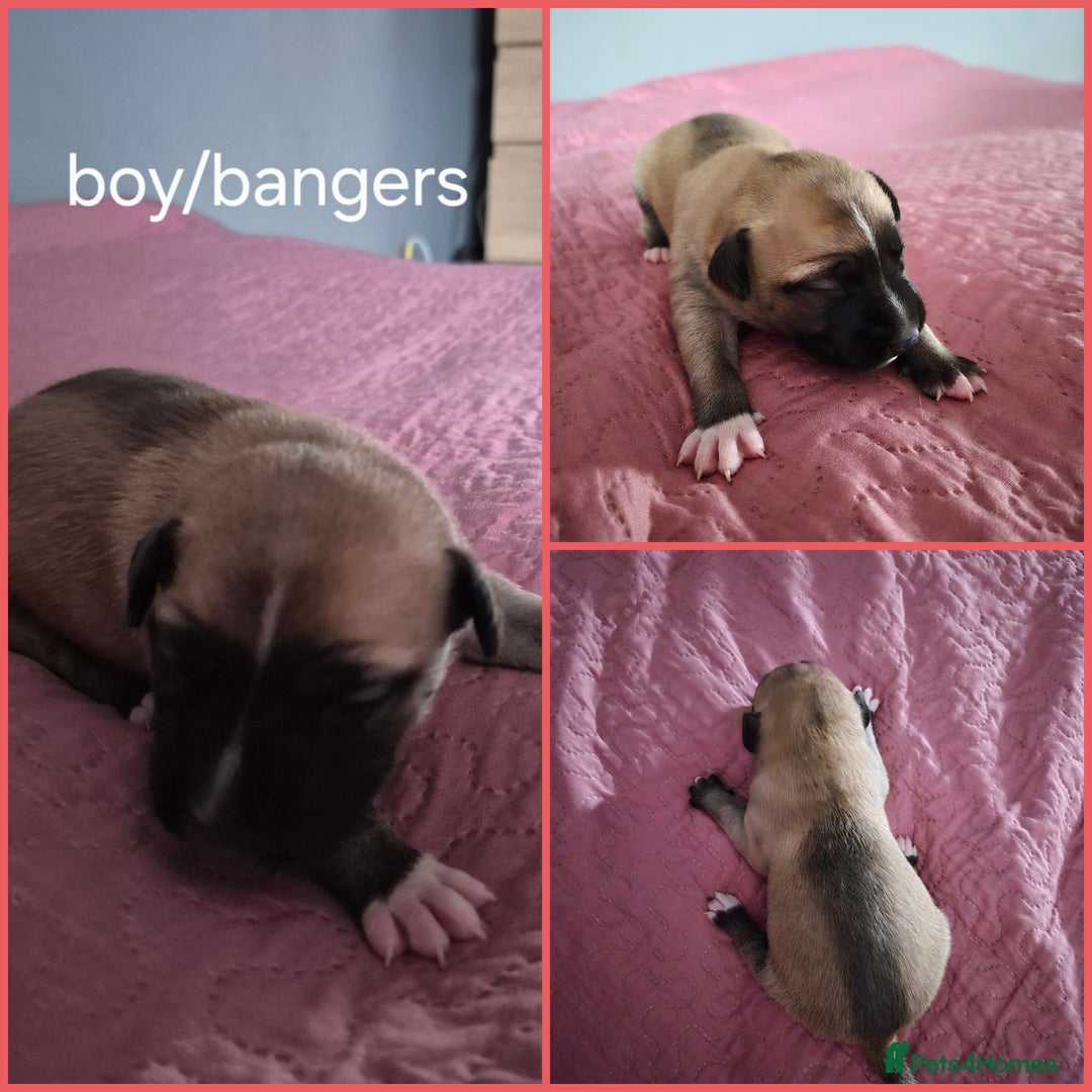 Mixed Breed dogs for sale: Mastiff cross staff puppies 🥰 - Image 6