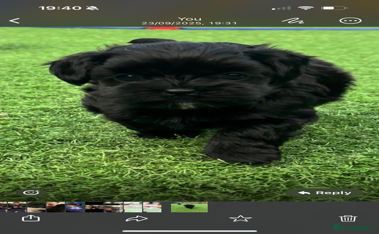 Shihpoo dogs - Advert 2