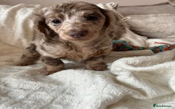 Miniature Dachshund dogs for sale: Miniature dachshunds - Image 8