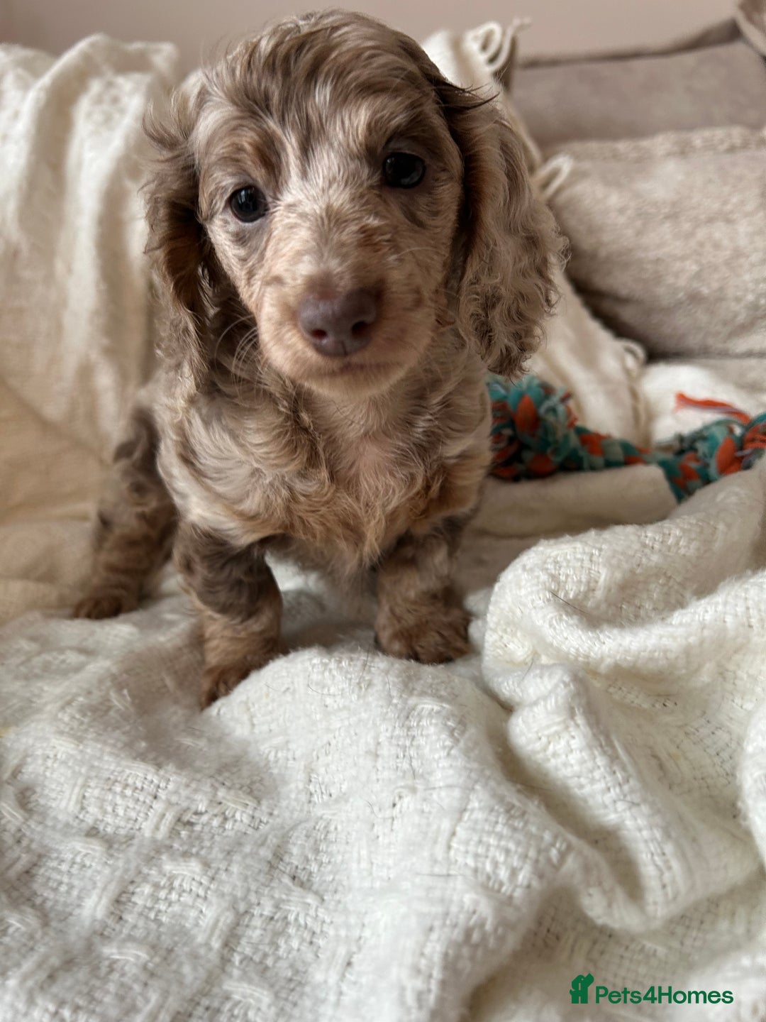 Miniature Dachshund dogs for sale: Miniature dachshunds - Image 8