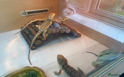 Bearded Dragon reptiles for sale: Baby Hypo Bearded Dragons - Image 5