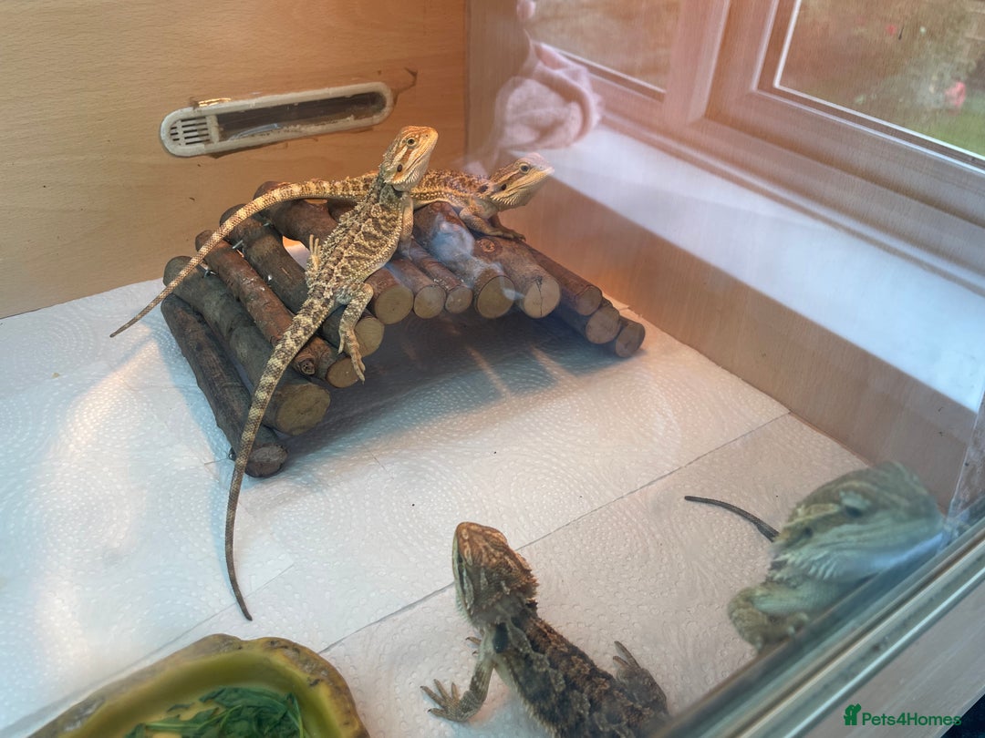 Bearded Dragon reptiles for sale: Baby Hypo Bearded Dragons - Image 5