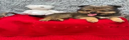 Pomeranian dogs for sale: Only two beautiful Pomeranian babies left - Advert 5