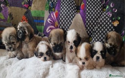 Shih Tzu dogs for sale: Shih-tzu's for sale. - Image 2