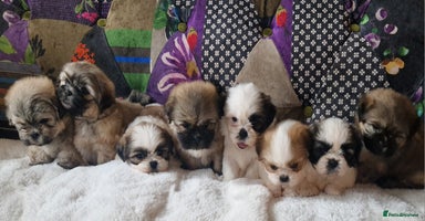 Shih Tzu dogs - Advert 11
