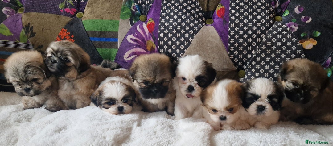 Shih Tzu dogs for sale: Shih-tzu's for sale. - Image 2