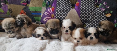 Shih Tzu dogs - Advert 3