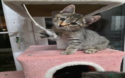 Mixed Breed cats for sale:  mixed stunning litter - Image 10