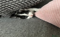 Mixed Breed cats for sale: Friendly kittens looking for a forever home in Thornton Heath - Image 3