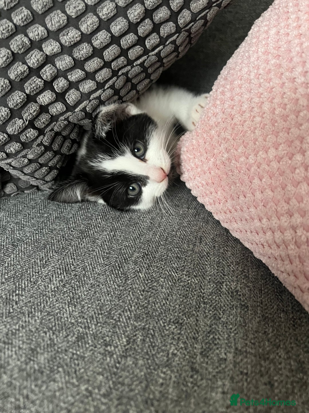 Mixed Breed cats for sale: Friendly kittens looking for a forever home in Thornton Heath - Image 3